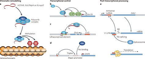 Long Non-coding RNA Sequencing Service, RNA-seq Profiling Service ...