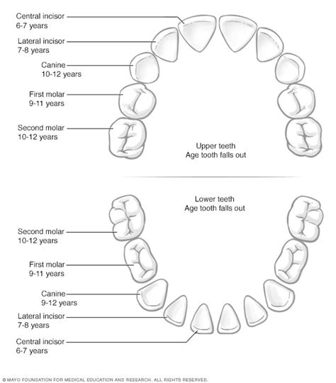 Baby teeth diagram - Mayo Clinic