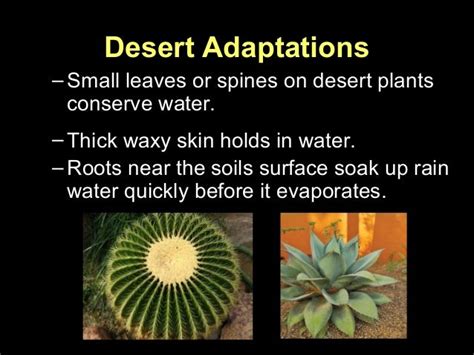 Plants adaptations presentation for kids