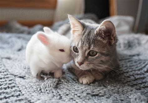 Cute Kittens And Bunnies | [+] CUTE KITTENS