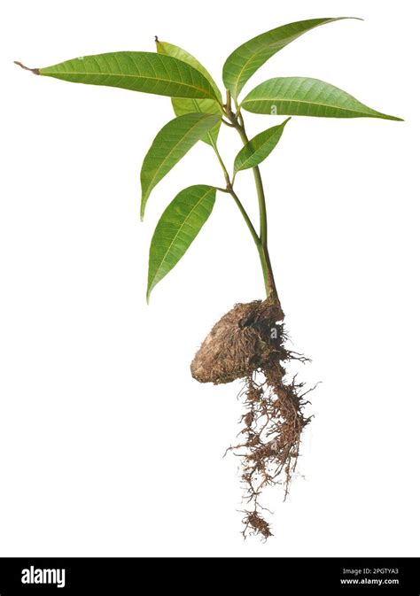 mango tree plant grow from seed or seedling, whole plant with fresh leaves, seed and roots ...