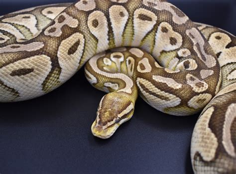 The Most Popular Ball Python Morphs | BALL PYTHON BREEDER UK