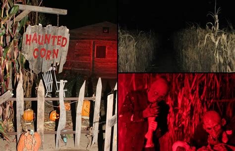 Haunted Corn Maze | Very dark corridors of a haunted corn maze where hungry zombies jumped ...