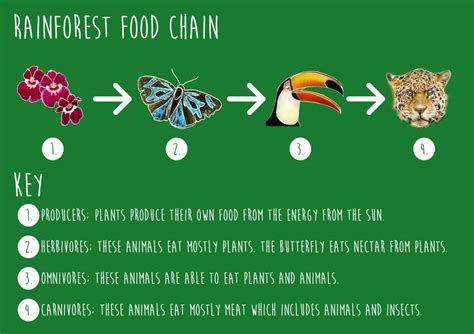 Food Chain - tropical swamp Habitat