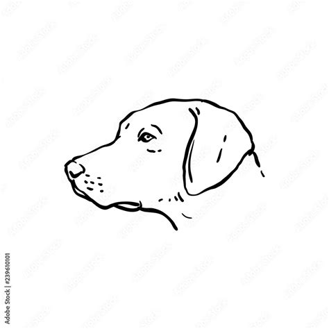 Dog Profile Drawing