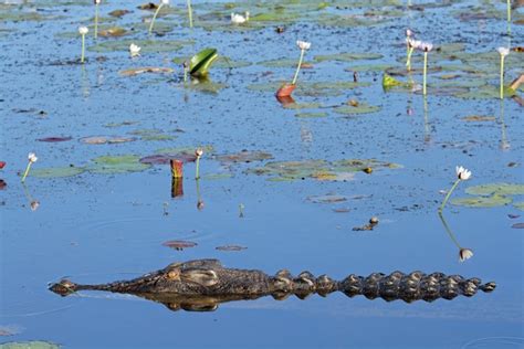 Crocodile Habitat - Crocodile Facts and Information