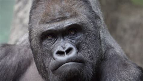 Facial Gesture And Face Caring Of A Gorilla Male, Severe Silverback. Expression Of The Great Ape ...