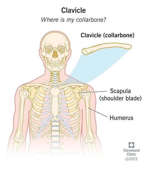 Clavicle Collarbone Location Anatomy Labeled Diagram | Hot Sex Picture