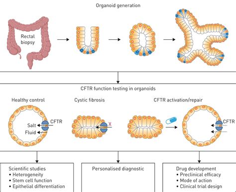 ORGANOIDS FOR CYSTIC FIBROSIS AND THE LIVING CANCER – faCellitate