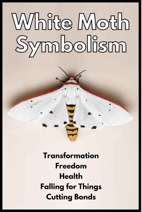 White Moth Spiritual Meaning and Symbolism