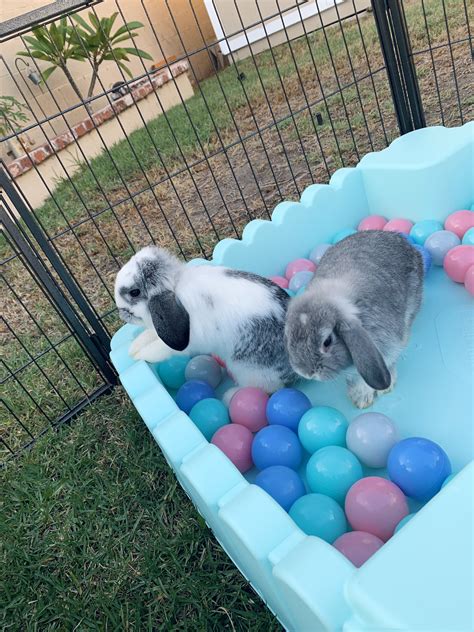 BUNNIES having a ball | Pet bunny rabbits, Bunny cages, Cute baby bunnies