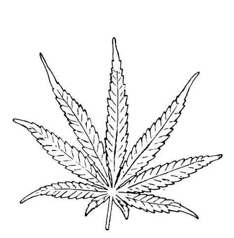 Marijuana Leaf Sketch at PaintingValley.com | Explore collection of ...