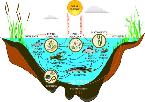 Labeled Diagram Of An Ecosystem : 105 Pond Ecosystem Drawing Illustrations Clip Art Istock ...