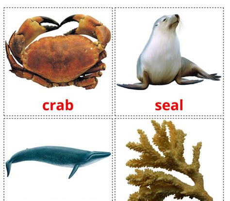 20 Realistic Sea Animals Flashcards