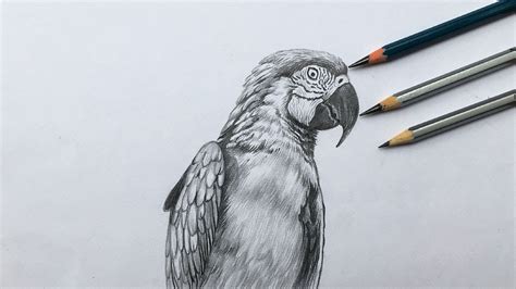 Update 76+ macaw parrot sketch super hot - seven.edu.vn