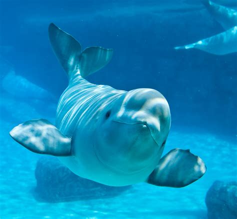 Beluga Whale Facts, Habitat, Sounds, Diet, Baby, Videos, Pictures