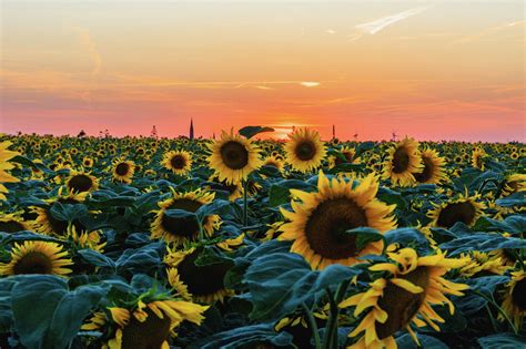 Kansas couple's sunflower field surprise goes viral