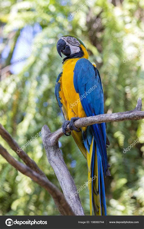 Pictures: blue yellow parrot | Blue Yellow Macaw Parrot Ara Ararauna Also Known Blue Gold ...