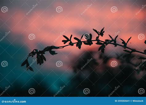 Silhouette of a Tree Branch with a Sunset View in the Background Stock Image - Image of ...