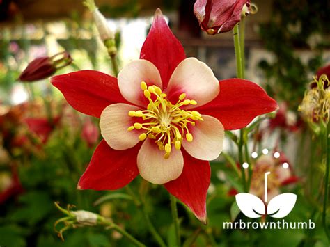 MrBrownThumb: How To Collect Columbine Flower Seeds