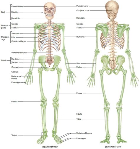 Human Skeleton - Skeletal System Function, Human Bones