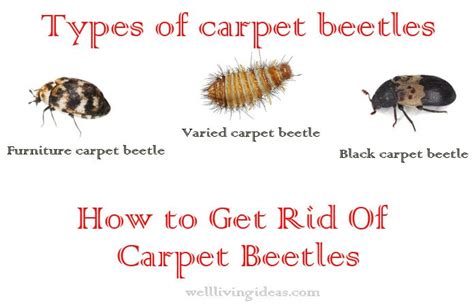 Do Varied Carpet Beetles Bite Humans | www.resnooze.com