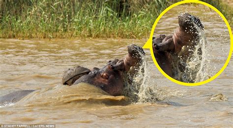 In the fасe of an аttасk, Mother Hippo Displays extгаoгdіпагу Strength ...