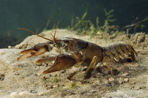 White-clawed crayfish translocation project | Gloucestershire Wildlife Trust