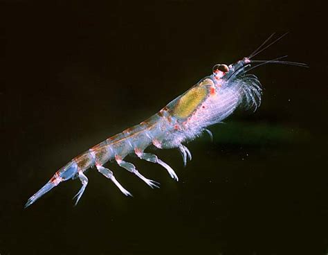 Krill - Behavior, Diet, and Life Cycle | National Marine Sanctuary ...