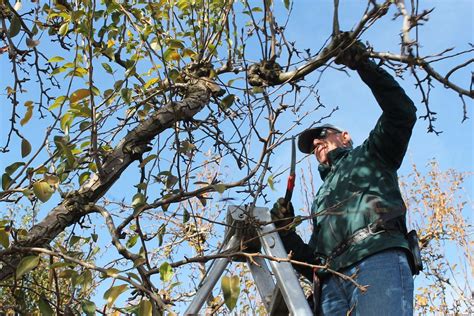 Top 5 Benefits of Tree Pruning