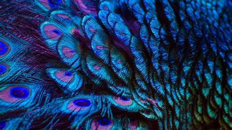 Peacock Feathers – Bing Wallpaper Download