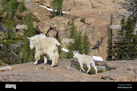 Mountain goat with baby Stock Photo - Alamy