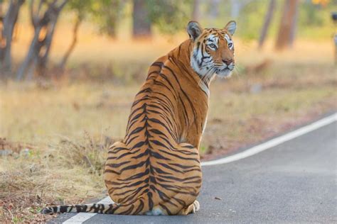 Jeevoka - Iconic Tigers of India