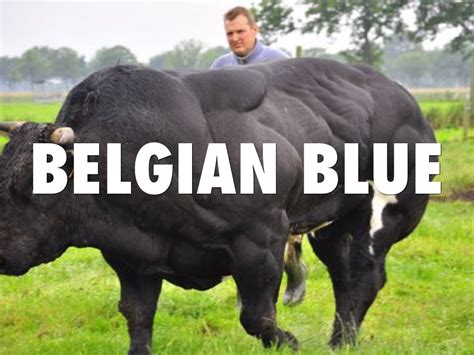 Belgian Blue Cattle by Lauren Whisenant