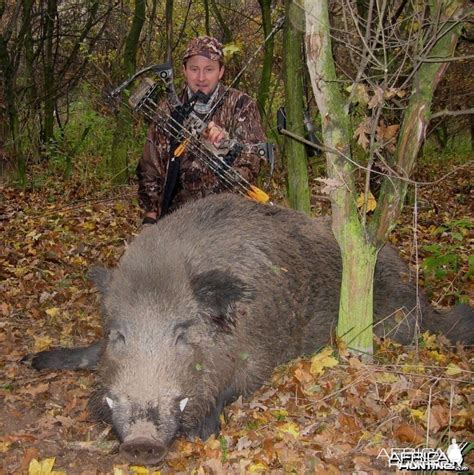 The biggest wild boar I ever shot | AfricaHunting.com