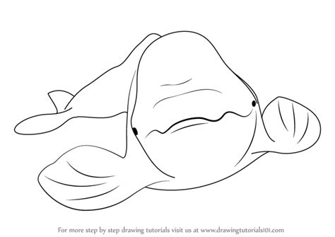 Learn How to Draw a Beluga Whale (Sea Water Animals) Step by Step ...