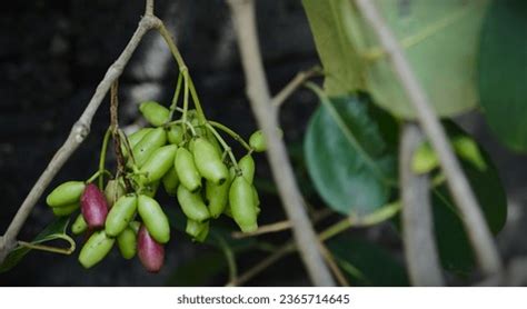 Jamblang Fruit Syzygium Cumini Juwet Jambu Stock Photo 2365714645 | Shutterstock