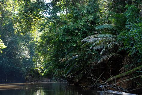 Amazon Rainforest Documentary - Acaté Amazon Conservation