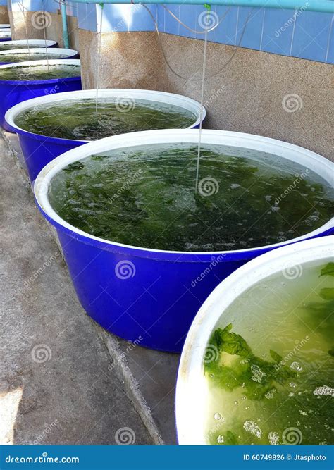 Seaweed farm stock photo. Image of organic, aonori, water - 60749826