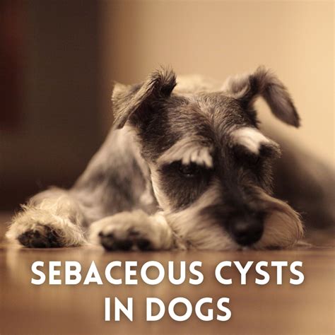 Understanding Sebaceous Cysts in Dogs: What Are They and What Should You Do? - HubPages