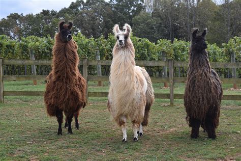 Llama Trekking — Divine Llama Vineyards & Farm