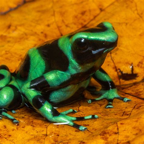 Green And Black Poison Dart Frog Photography Art | John Martell Photography