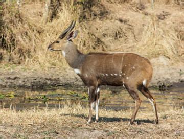 Bushbuck hunting in Western Cape - BookYourHunt.com