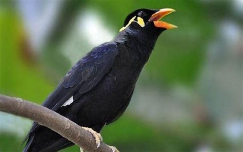 Mengenal Ciri, Jenis, dan Cara Perawatan Burung Beo Si Peniru Suara ...