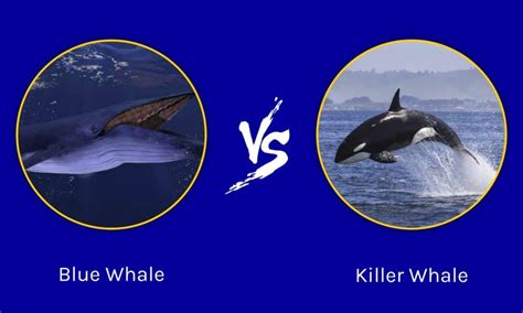 Blue Whale vs Killer Whale: What Are The Differences? - A-Z Animals