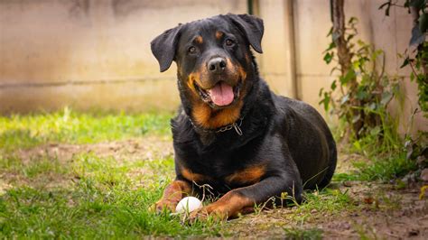 Rottweiler - A-Z Animals