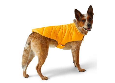 The Best Dog Clothes for Large Dogs - PureWow