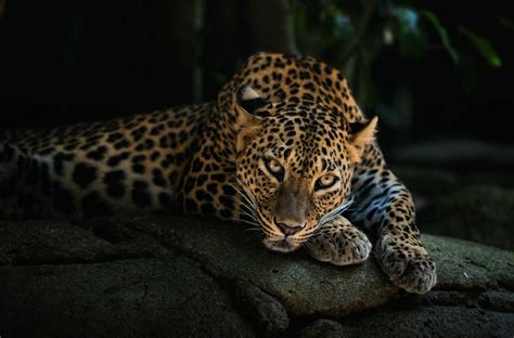 4k Leopard Wallpaper,HD Animals Wallpapers,4k Wallpapers,Images,Backgrounds,Photos and Pictures