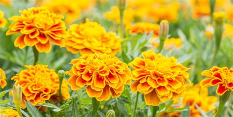 How to Grow French Marigolds - Planting Marigolds in Your Garden