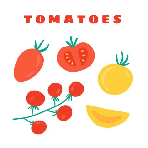 Roma Tomato Salad Illustrations, Royalty-Free Vector Graphics & Clip Art - iStock